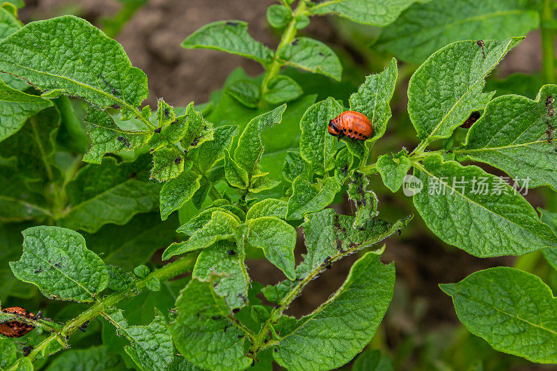 科罗拉多马铃薯红条纹甲虫(Leptinotarsa decemlineata)是马铃薯的严重害虫